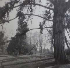 1953_orgeval_tree_erik